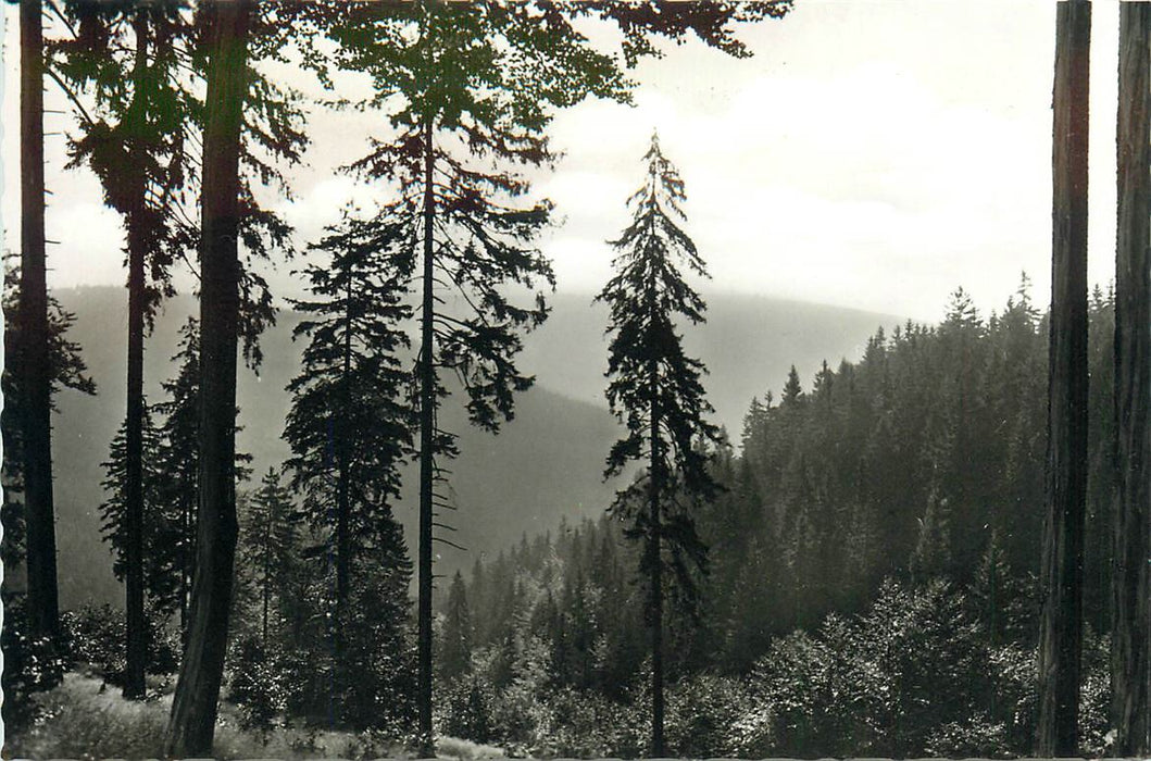 Hahnenklee Bockswiese