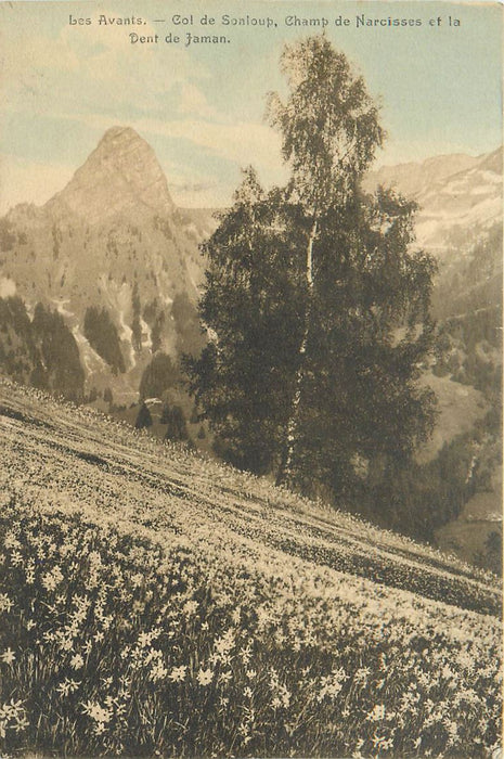 Les Avants