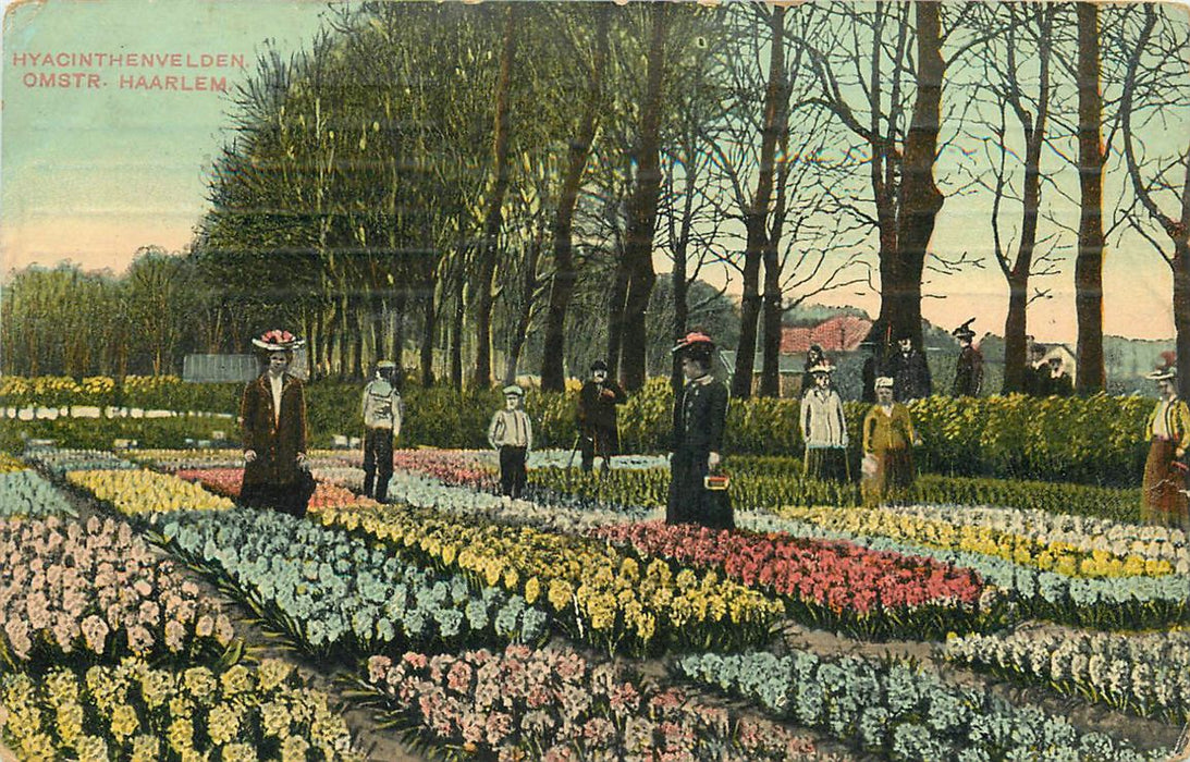 Haarlem Hyacinthenvelden