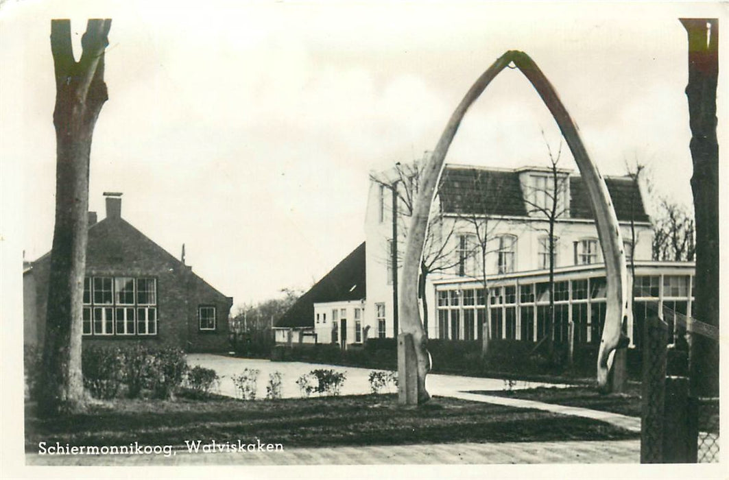 Schiermonnikoog Walviskaken