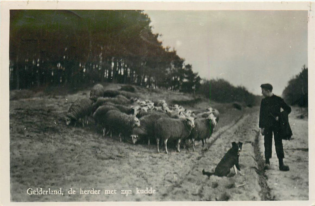 Gelderland De Herder Met Zijn Kudde