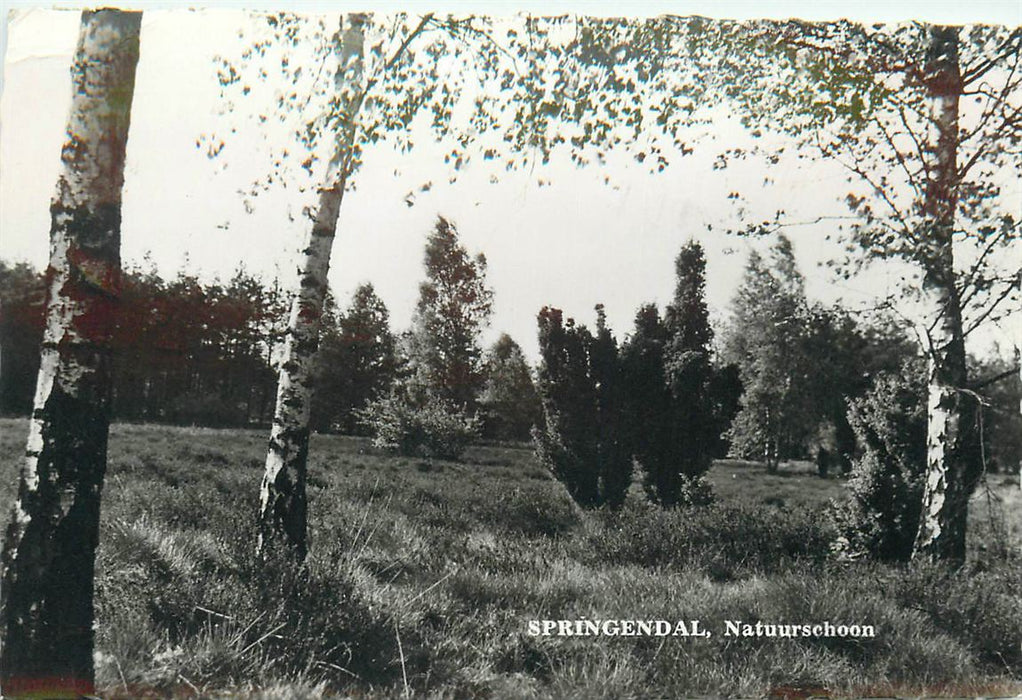 Vasse T Springendal