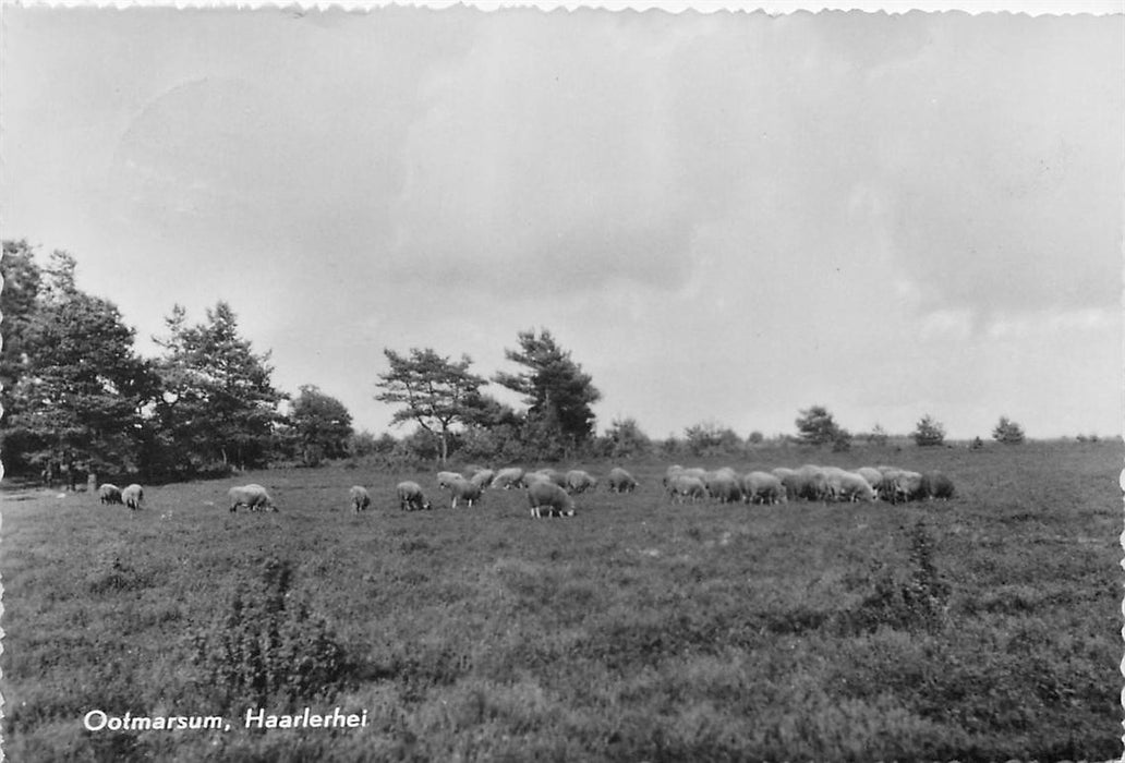 Ootmarsum  Haarlerlei