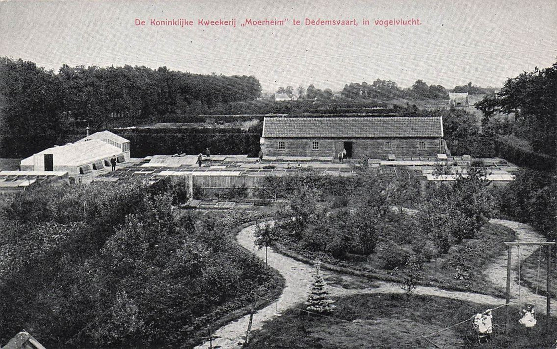 Dedemsvaart De Koninklijke Kweekerij Moerheim In Vogelvlucht