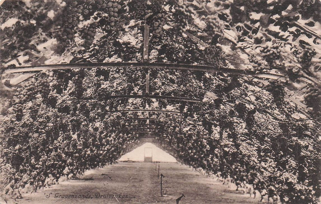 S Gravenzande Druivenkas