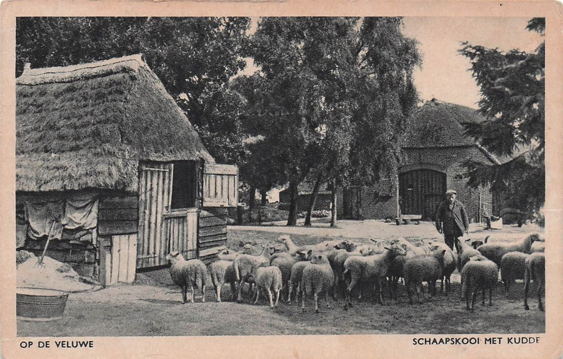 Op De Veluwe Schaapskooi Met Kudde