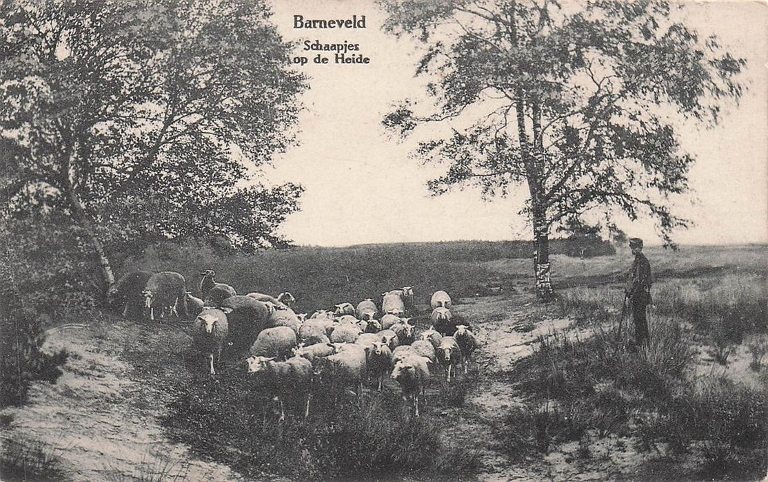 Barneveld Schaapjes Op De Heide