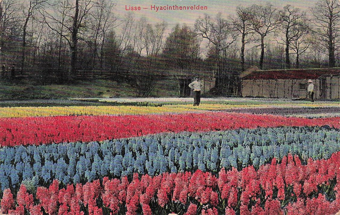 Lisse Hyacinthenvelden