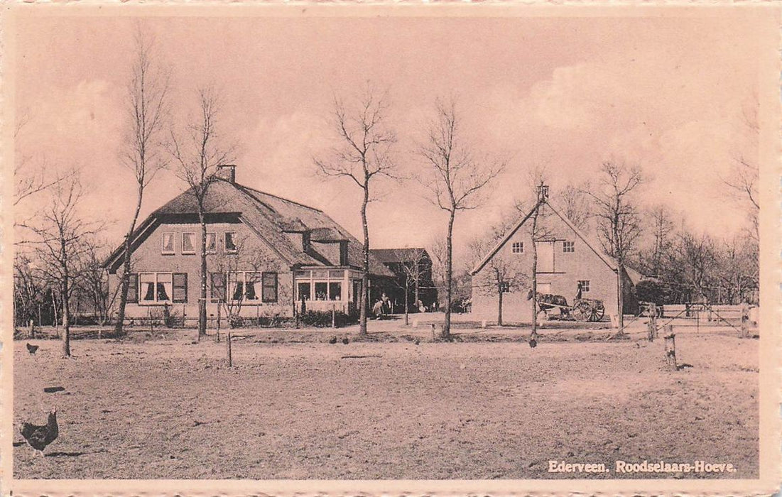 Ederveen Roodselaars-Hoeve