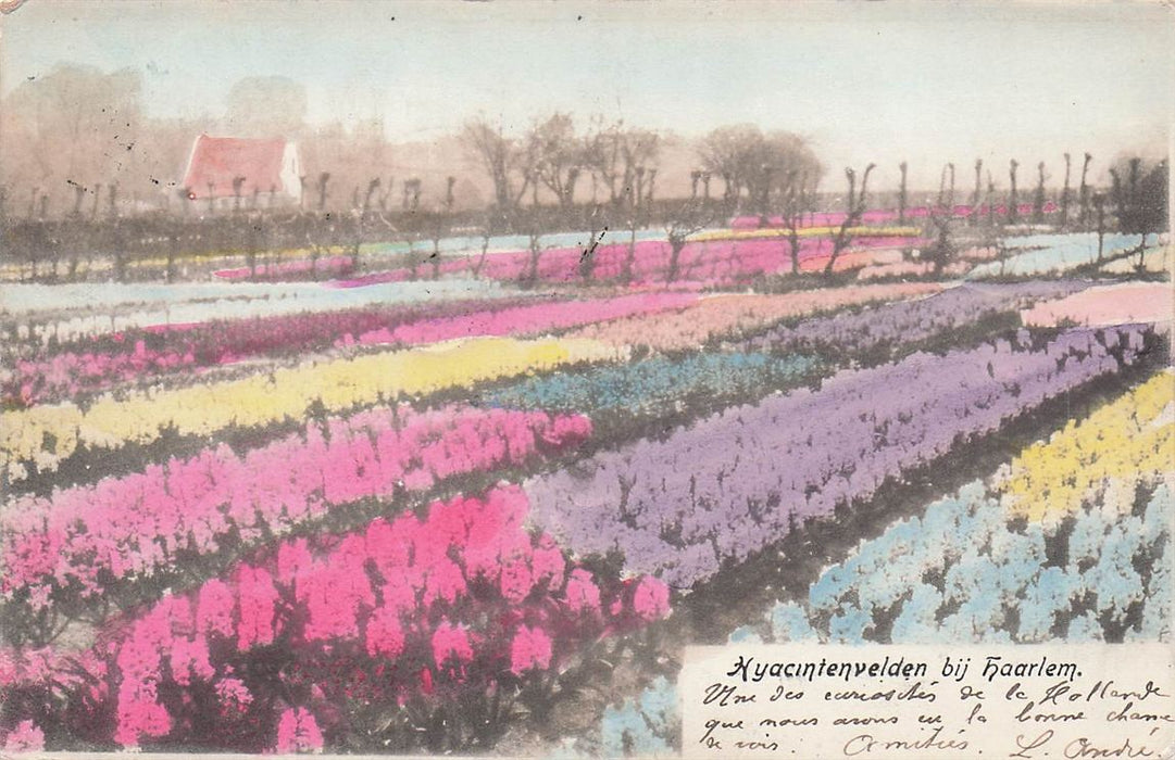 Hyacintenvelden Bij Haarlem