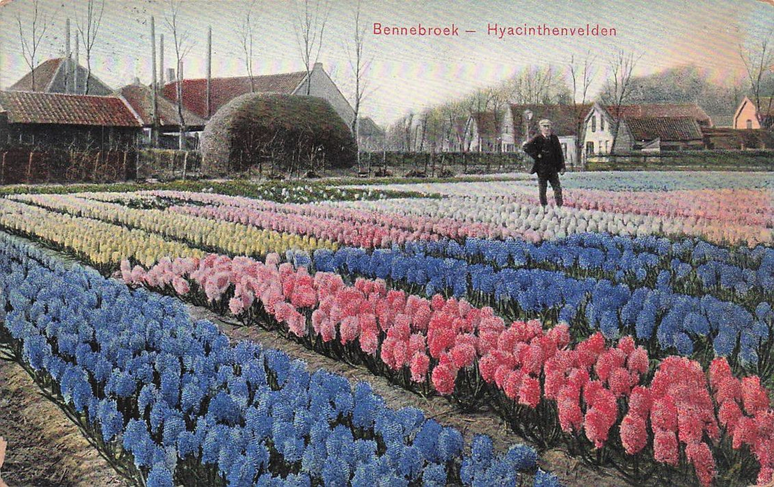 Bennebroek Hyacinthenvelden