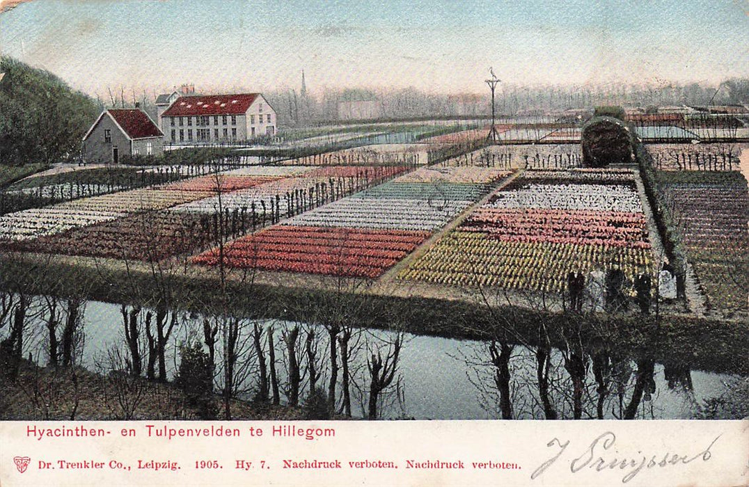 Hyacinthen En Tulpenvelden Te Hillegom