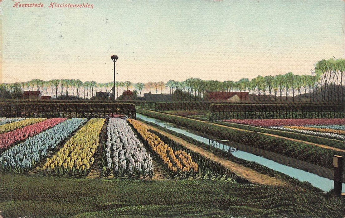 Heemstede Hiacintenvelden