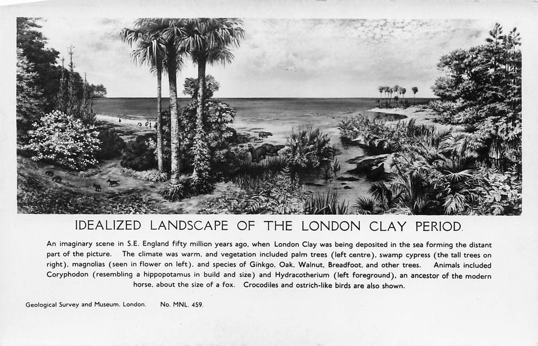 Idealized Landscape Of The London Clay Period