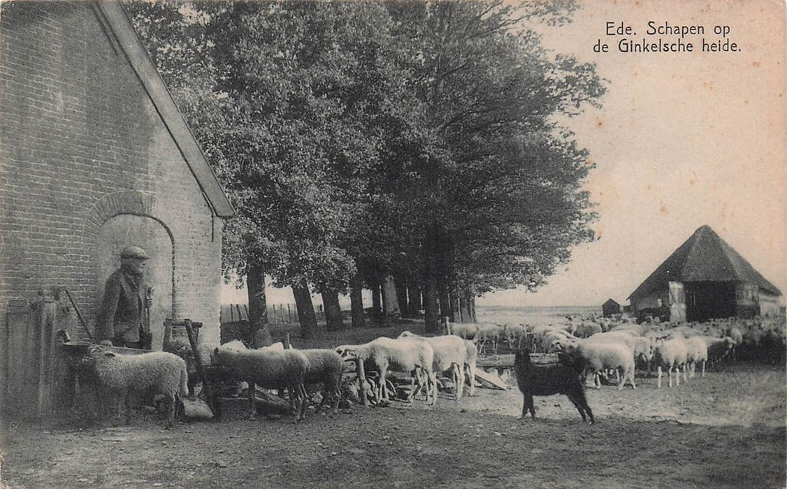 Ede Schapen Op De Ginkelsche Heide