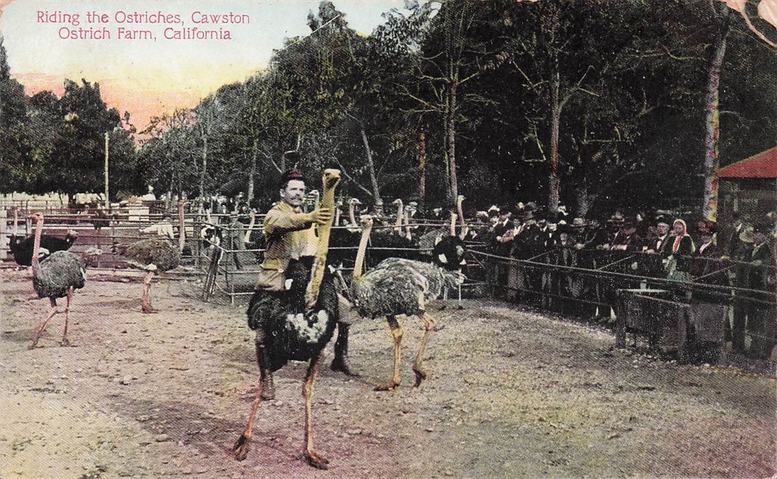 Riding The Ostriches Cawston Ostrich Farm California