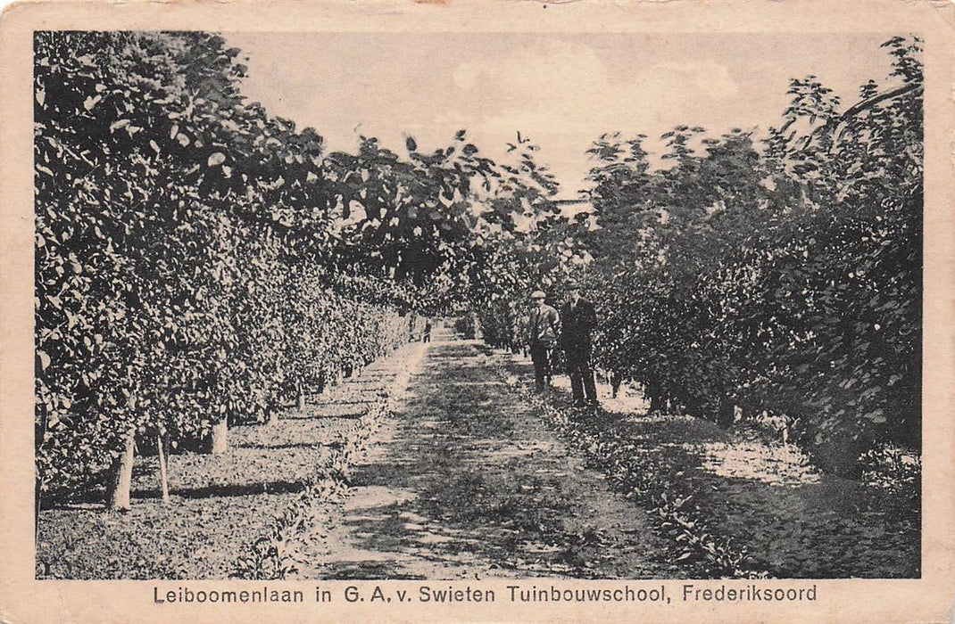 Frederiksoord Leiboomenlaan In G A V Swieten Tuinbouwschool