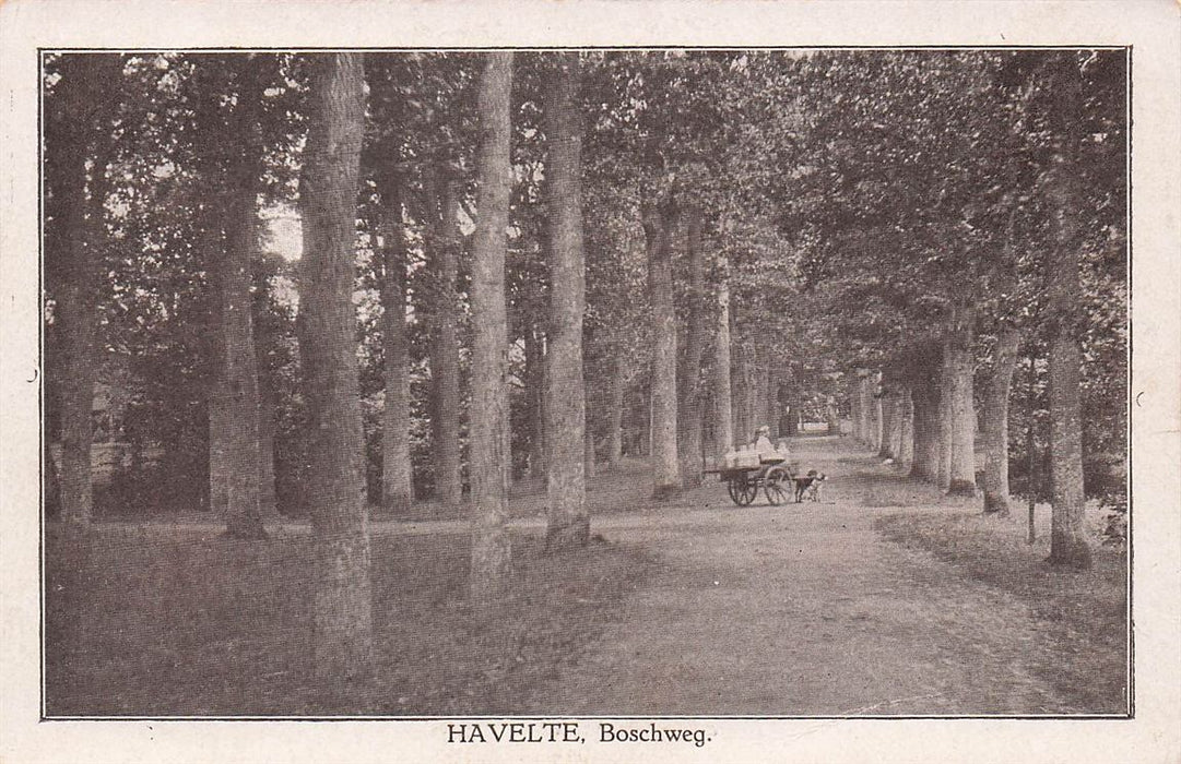 Havelte Boschweg Hondekar