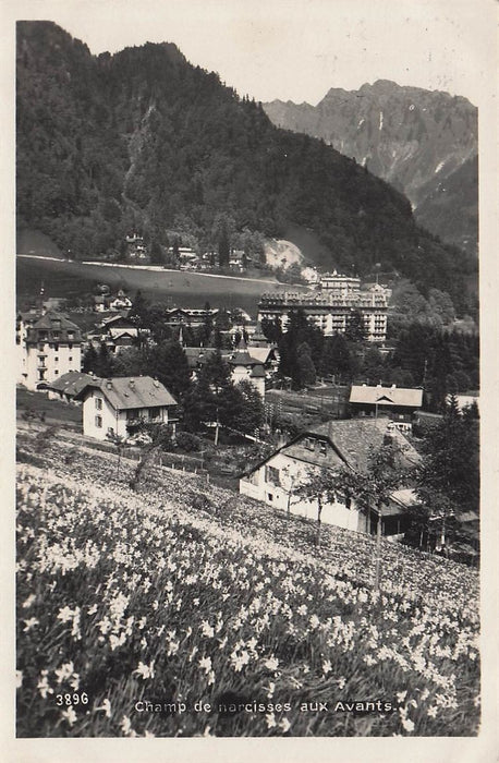 Champ De Narcisses Aux Avants