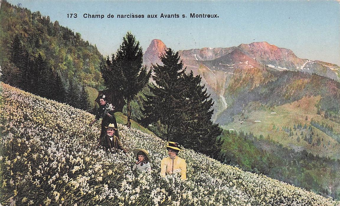 Champ De Narcisses Aux Avants S Montreux