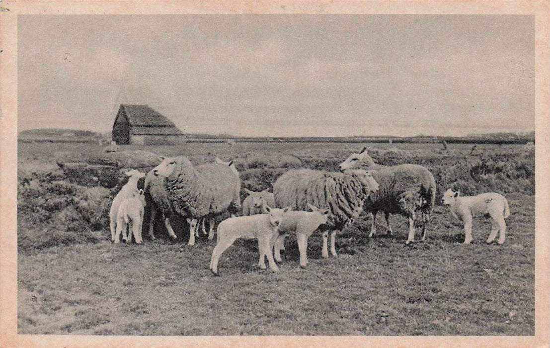 Texel Het Schapeneiland