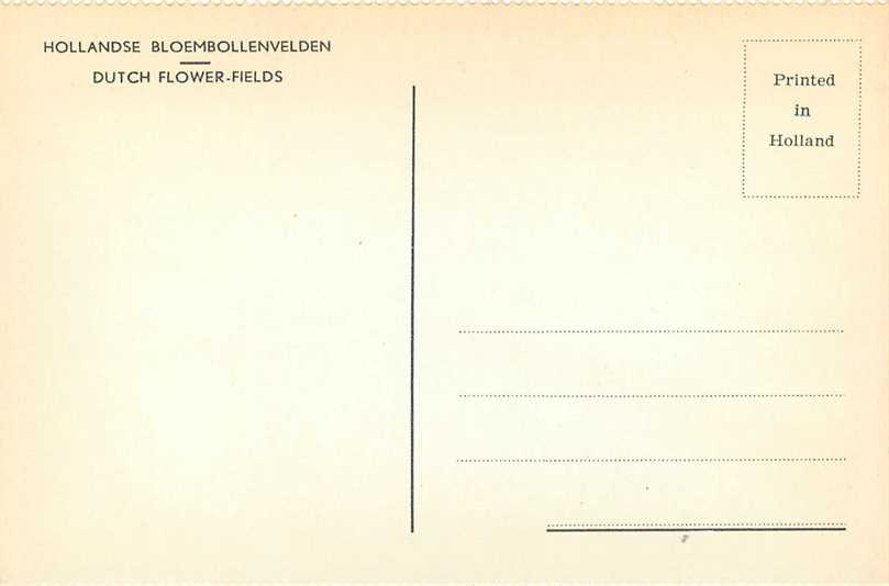 Nederland Hollandse Bloembollenvelden