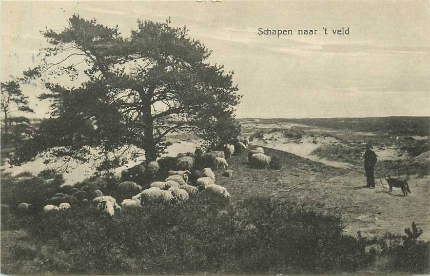 Schapen in het Veld