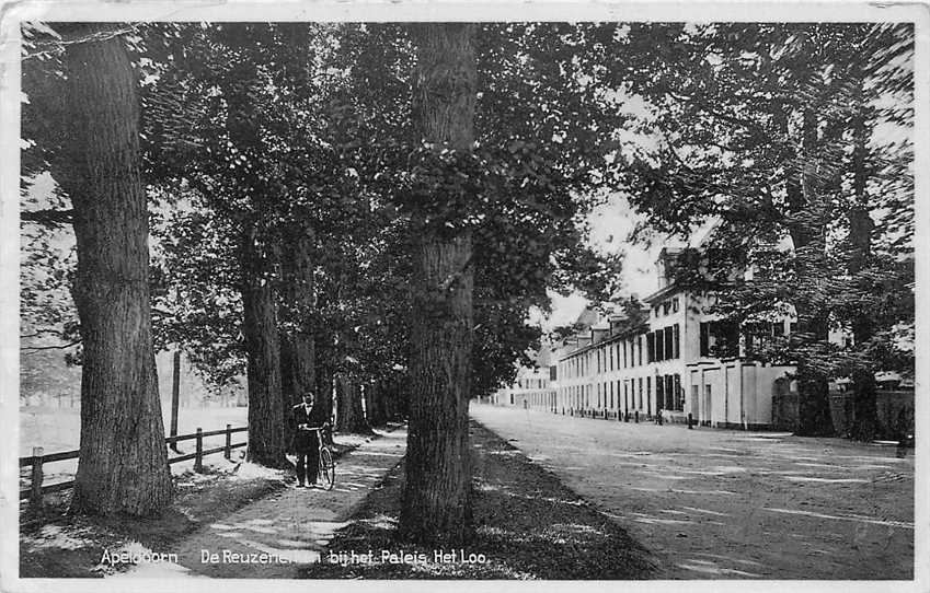 Apeldoorn De Reuzeneiken bij het Paleis t Loo