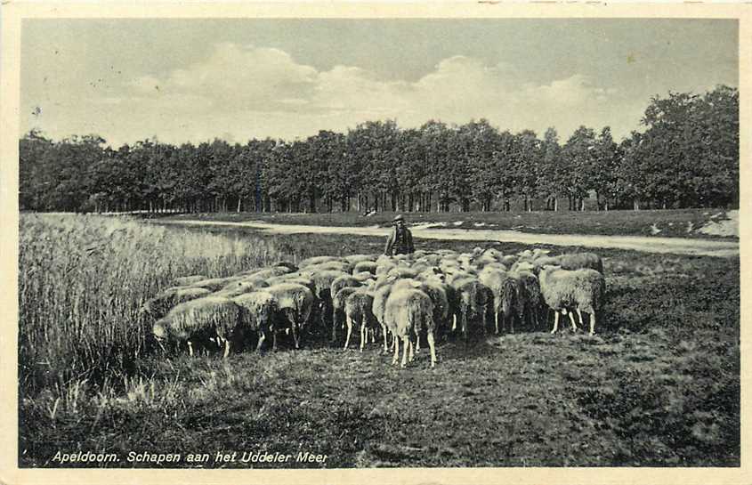 Apeldoorn Schapen aan het Uddeler Meer