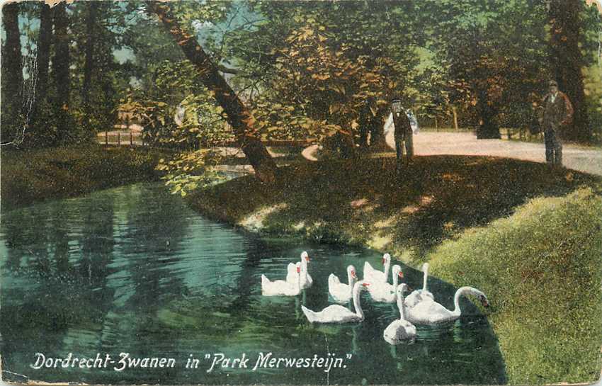 Dordrecht Zwanen in Park Merwesteijn