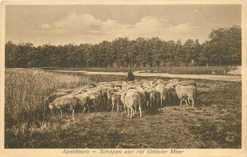 Apeldoorn Schapen aan het Uddeler Meer