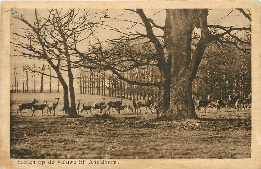 Apeldoorn Herten op de Veluwe