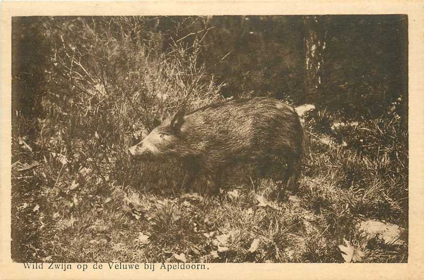 Apeldoorn Wild Zwijn