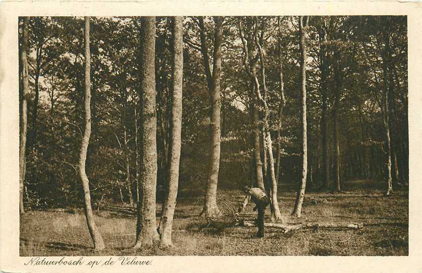 Veluwe Natuurbosch