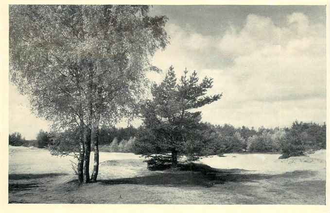 Twente De Drie Berken Lutterzand