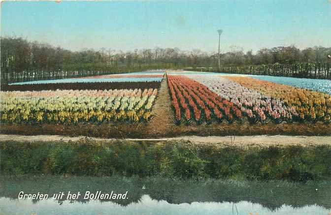 Nederland Groeten uit het Bollenland