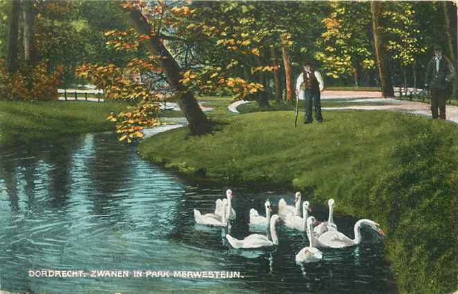 Dordrecht Zwanen in Park Merwesteijn