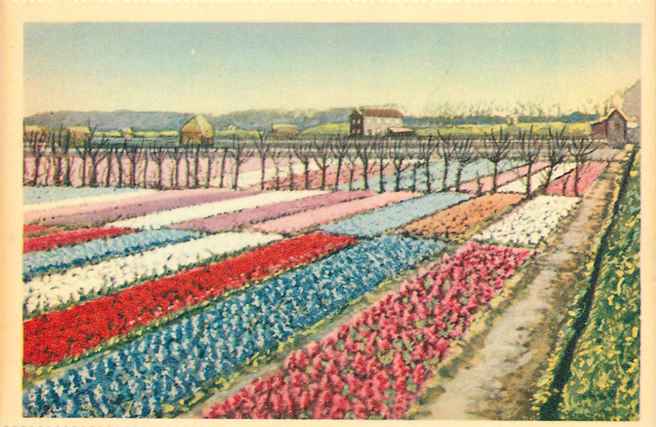 Nederland Hollandse Bloembollenvelden