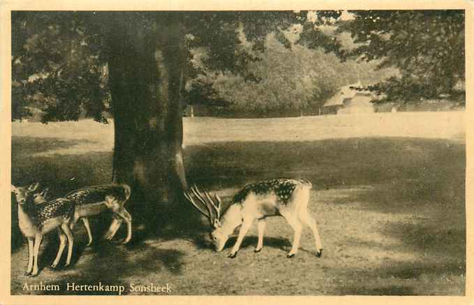 Arnhem Hertenkamp Sonsbeek