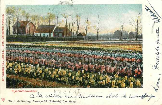 Nederland Hyacinthenvelden