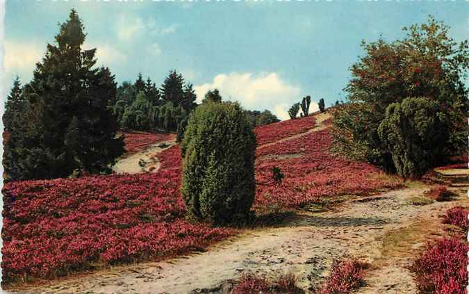 Nederland Vakantieverblijf Rabbit Hill