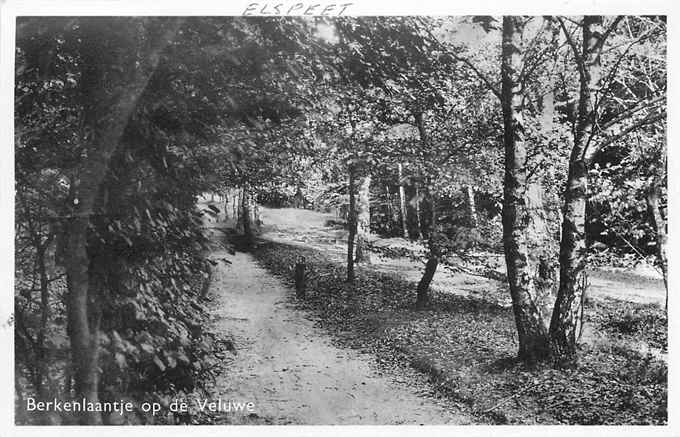 Veluwe Berkenlaantje