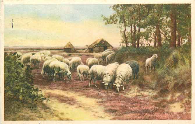 Nederland Schapen op de heide