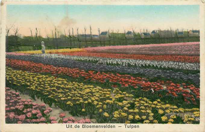 Nederland Uit de Bloemenvelden