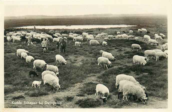 Dwingeloo Kudde Schapen