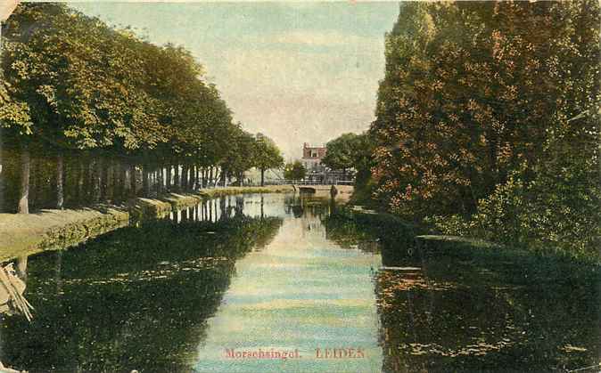 Leiden Morschsingel