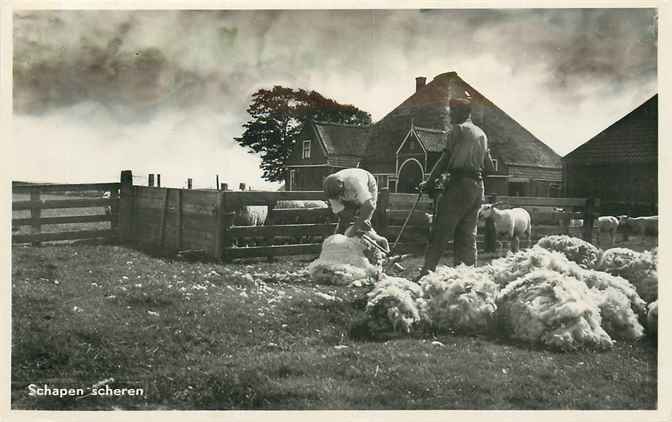 Nederland Schapen scheren