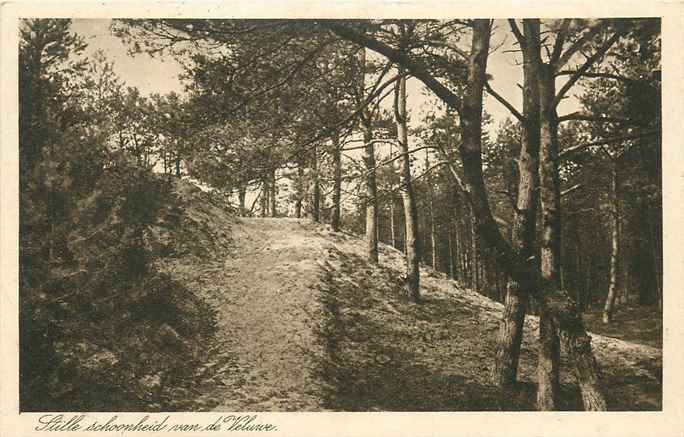 Veluwe Stille schoonheid