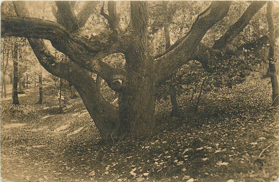 Wassenaar Boschkiekje in 't landgoed Duinrel