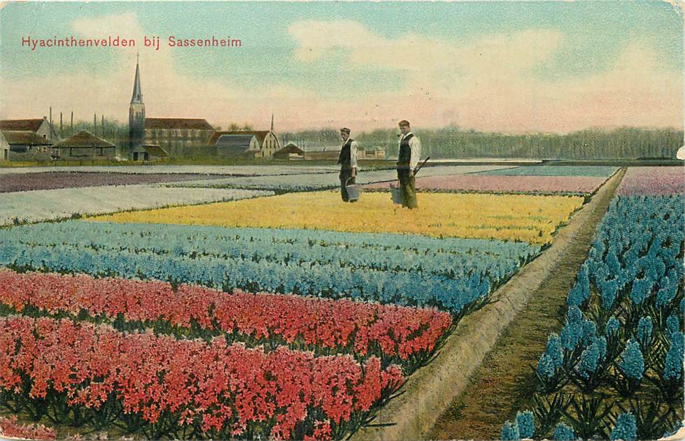 Sassenheim Hyacinthenvelden